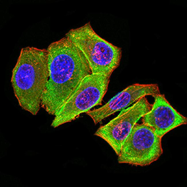 AMPK beta-2 Antibody in Immunocytochemistry (ICC/IF)