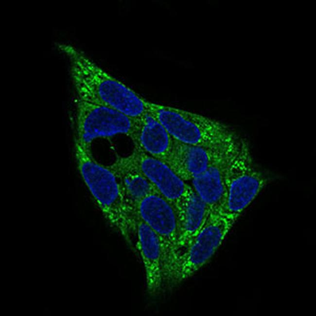 AMPK gamma-1 Antibody in Immunocytochemistry (ICC/IF)