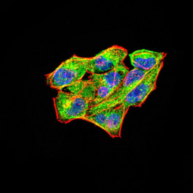 RAB11FIP1 Antibody in Immunocytochemistry (ICC/IF)