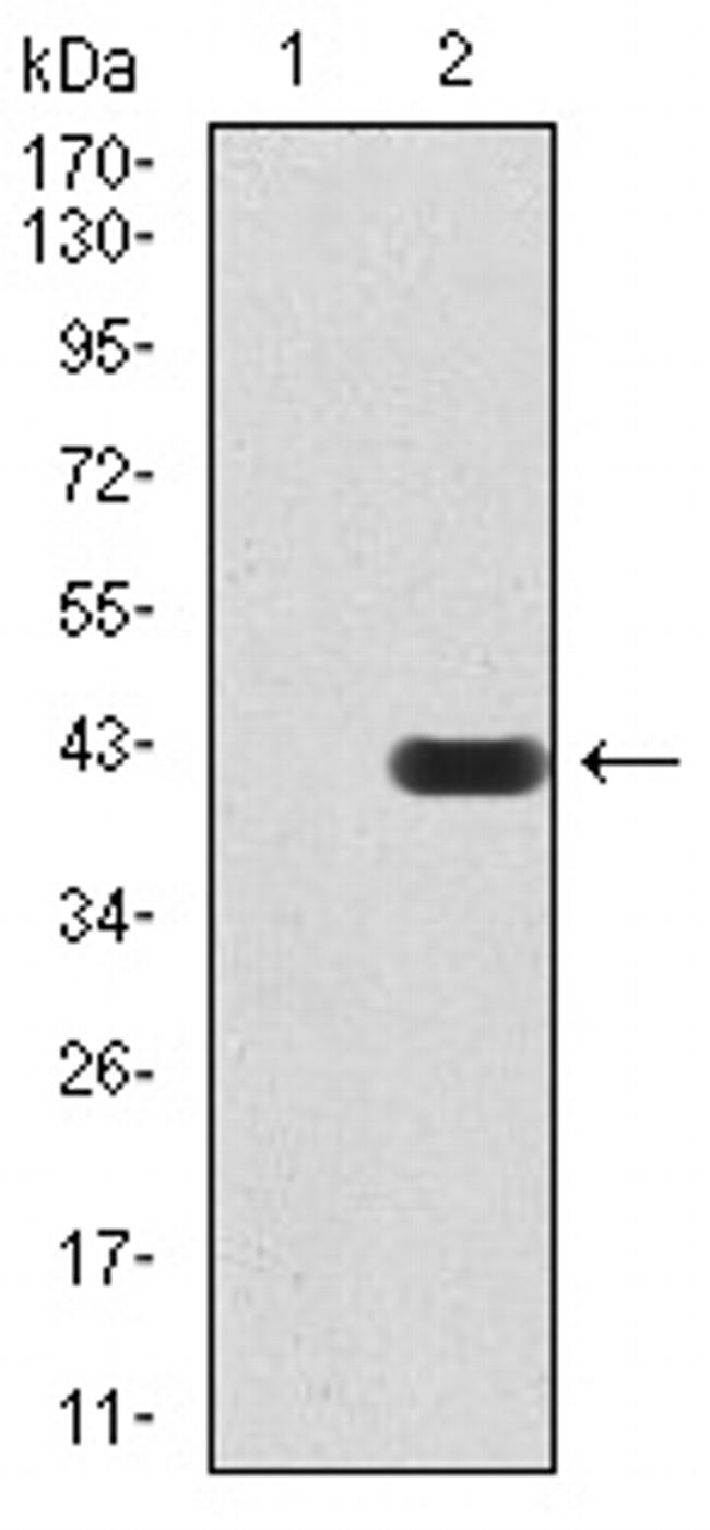 SIRT7 Antibody in Western Blot (WB)