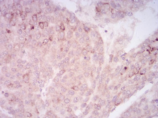 SIRT7 Antibody in Immunohistochemistry (Paraffin) (IHC (P))