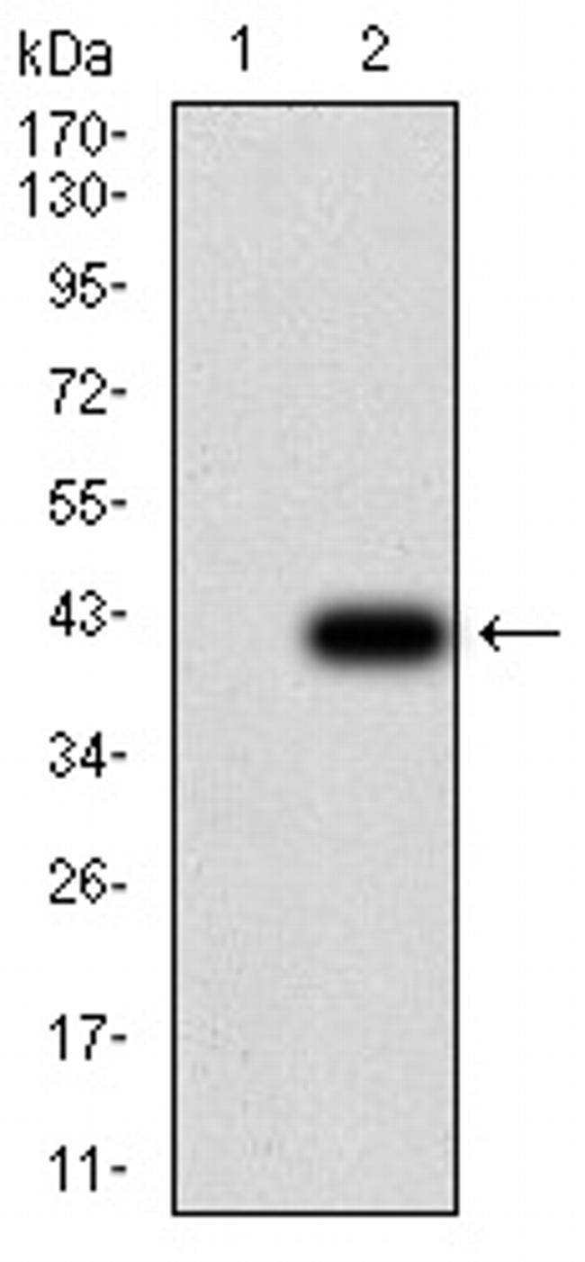 UCP2 Antibody in Western Blot (WB)