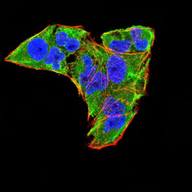 WNT3A Antibody in Immunocytochemistry (ICC/IF)