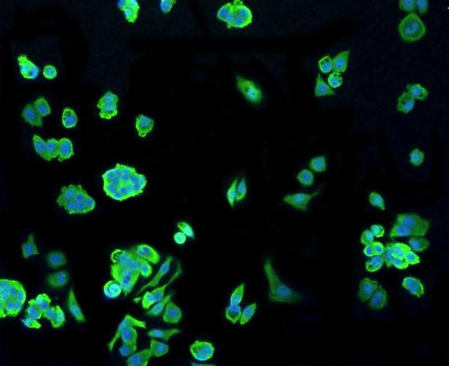 HSP70 Antibody in Immunocytochemistry (ICC/IF)