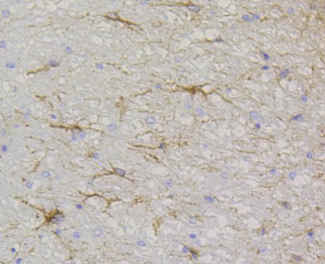 GFAP Antibody in Immunohistochemistry (Paraffin) (IHC (P))