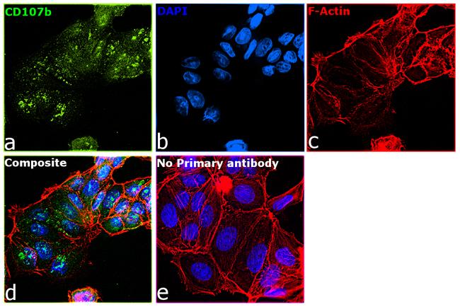 CD107b (LAMP-2) Antibody in Immunocytochemistry (ICC/IF)