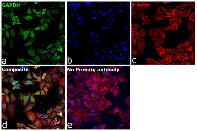 GAPDH Antibody in Immunocytochemistry (ICC/IF)