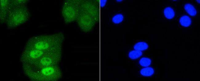 SHP-1 Antibody in Immunocytochemistry (ICC/IF)