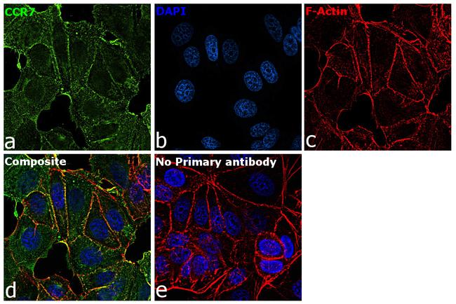 CCR7 Antibody in Immunocytochemistry (ICC/IF)