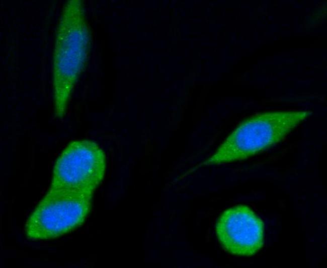 PI3K p55 gamma Antibody in Immunocytochemistry (ICC/IF)