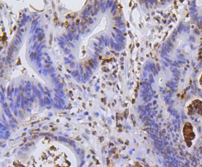 Hydroxyl-Histone H2A (Tyr39) Antibody in Immunohistochemistry (Paraffin) (IHC (P))