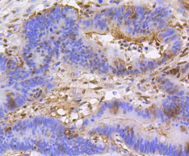 H3K79me1me2me3 Antibody in Immunohistochemistry (Paraffin) (IHC (P))