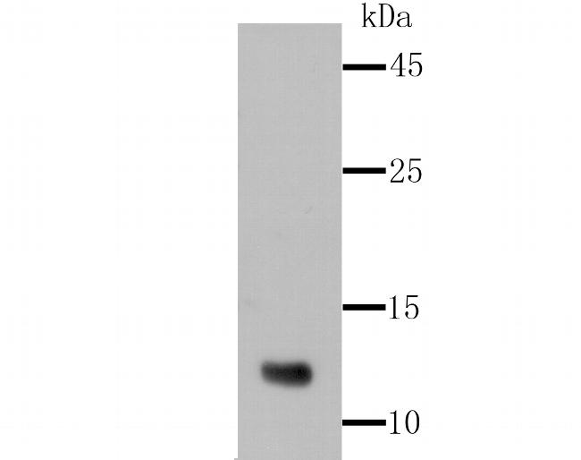 Firefly luciferase Antibody in Western Blot (WB)