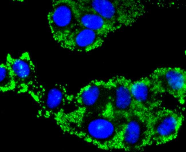 Caspase 9 Antibody in Immunocytochemistry (ICC/IF)