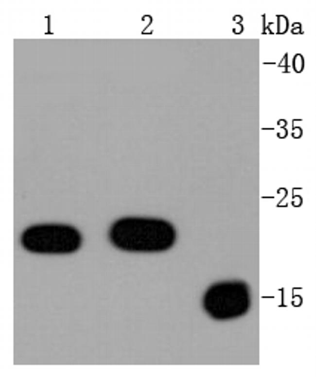 Bax Antibody in Western Blot (WB)