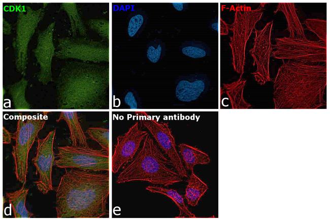 CDK1 Antibody in Immunocytochemistry (ICC/IF)