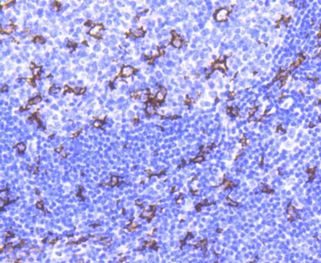 CD11c Antibody in Immunohistochemistry (Paraffin) (IHC (P))