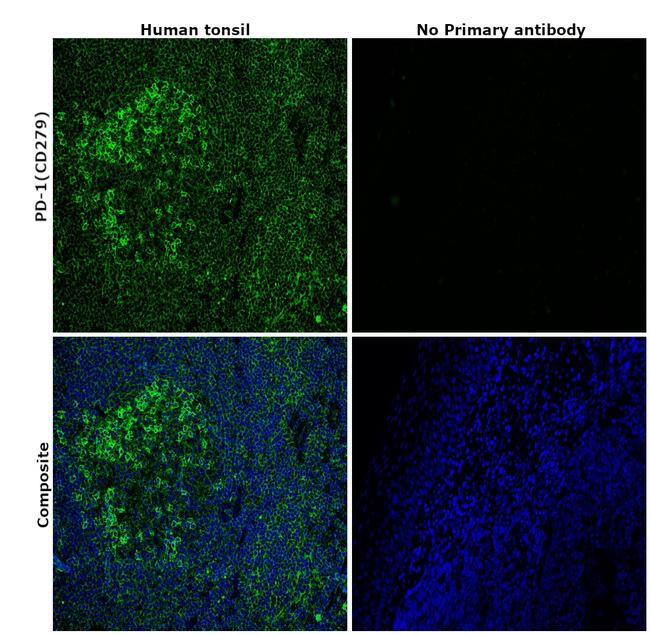 CD279 (PD-1) Antibody in Immunohistochemistry (Paraffin) (IHC (P))