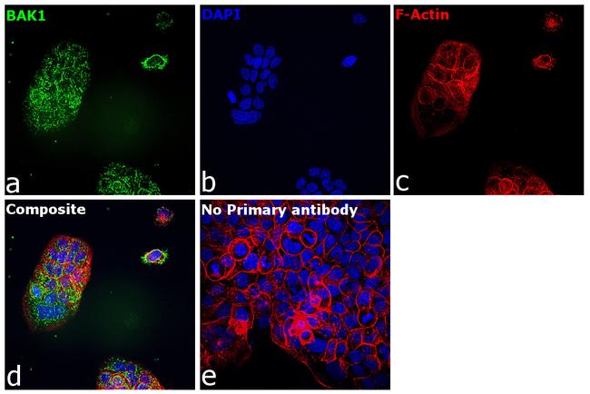 BAK Antibody in Immunocytochemistry (ICC/IF)