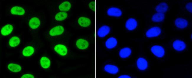 Phospho-Nrf2 (Ser40) Antibody in Immunocytochemistry (ICC/IF)