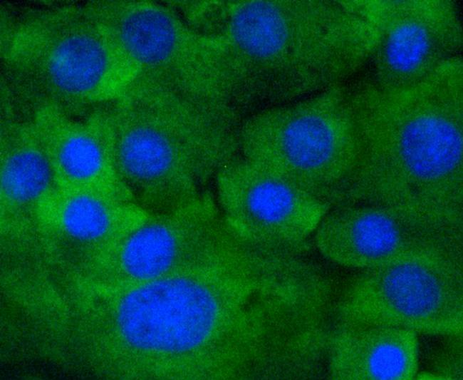 Phospho-MEK1 (Ser218, Ser222) Antibody in Immunocytochemistry (ICC/IF)