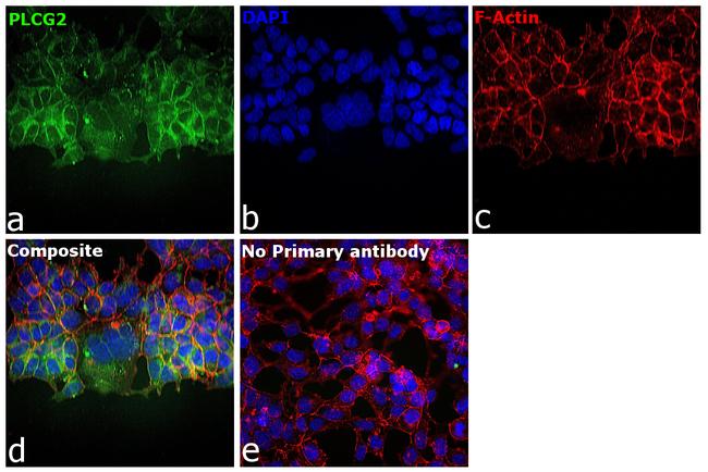 Sodium Potassium ATPase Antibody in Immunocytochemistry (ICC/IF)