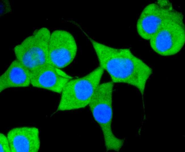 CD13 Antibody in Immunocytochemistry (ICC/IF)