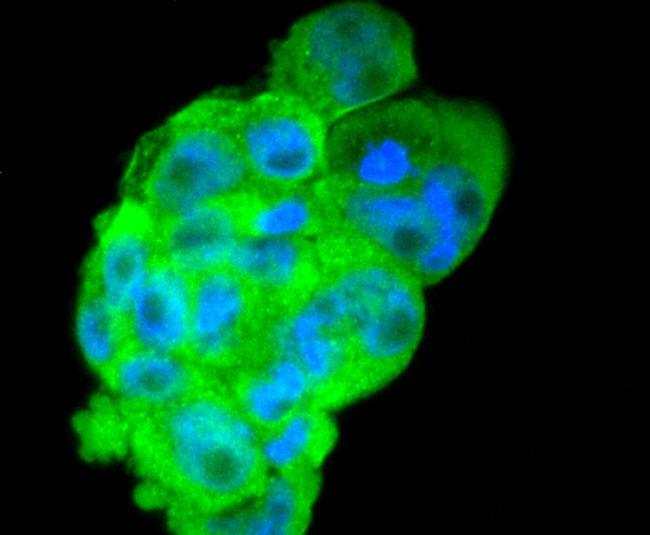 DKK1 Antibody in Immunocytochemistry (ICC/IF)