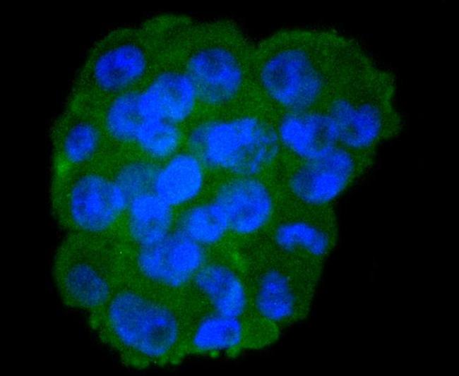 Moesin Antibody in Immunocytochemistry (ICC/IF)