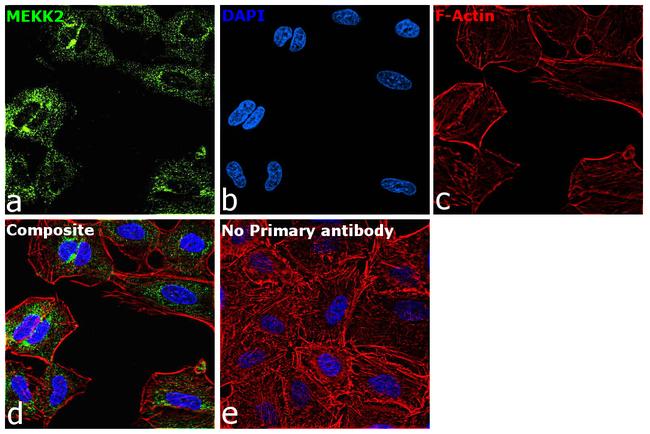 MEKK2 Antibody in Immunocytochemistry (ICC/IF)