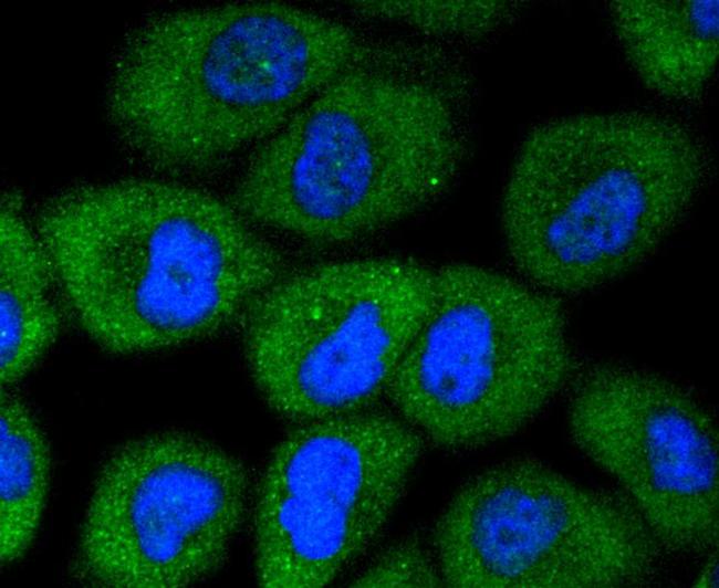 AKAP14 Antibody in Immunocytochemistry (ICC/IF)