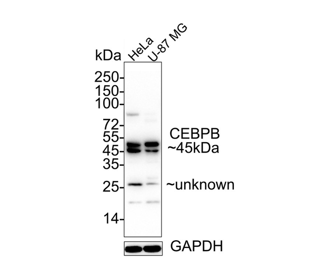 C/EBP beta Antibody in Western Blot (WB)