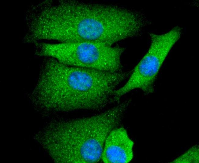 GAP43 Antibody in Immunocytochemistry (ICC/IF)