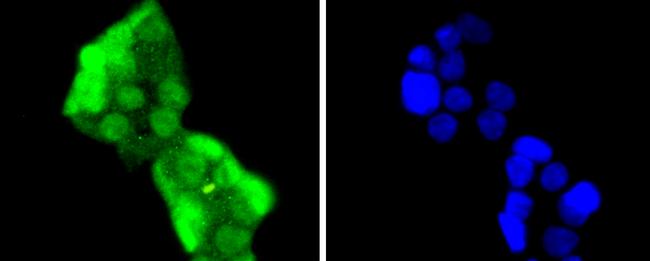 HES1 Antibody in Immunocytochemistry (ICC/IF)