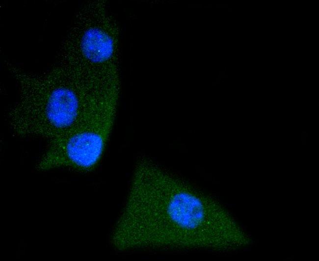 Phospho-SHP2 (Tyr542) Antibody in Immunocytochemistry (ICC/IF)