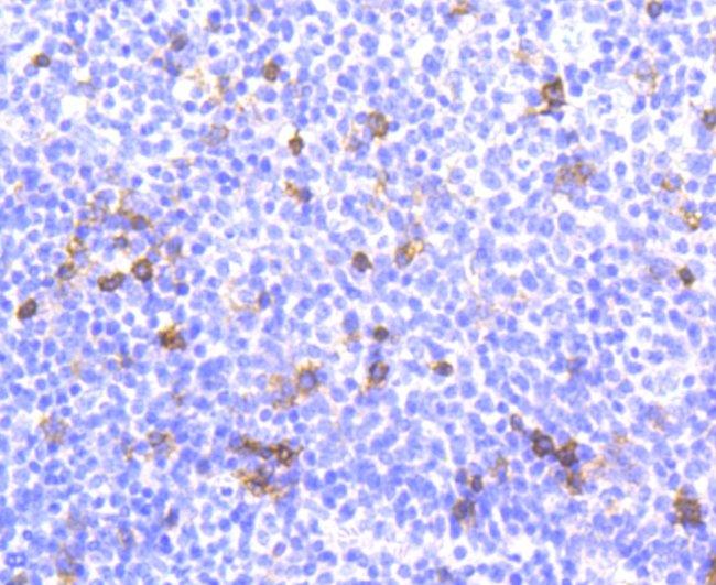 CD103 (Integrin alpha E) Antibody in Immunohistochemistry (Paraffin) (IHC (P))