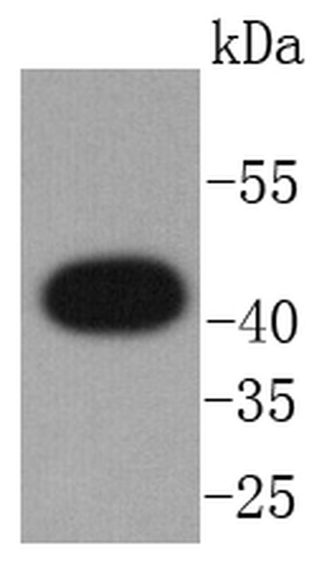 CXCR7 Antibody in Western Blot (WB)