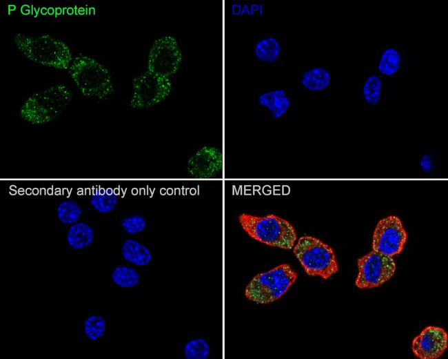 P-Glycoprotein Antibody in Immunocytochemistry (ICC/IF)