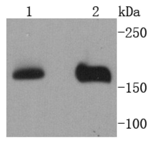 NSD3 Antibody in Western Blot (WB)