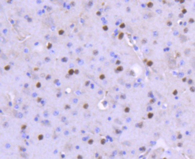 FosB Antibody in Immunohistochemistry (Paraffin) (IHC (P))