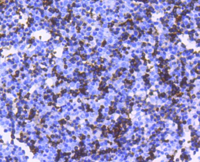 Hemoglobin alpha Antibody in Immunohistochemistry (Paraffin) (IHC (P))