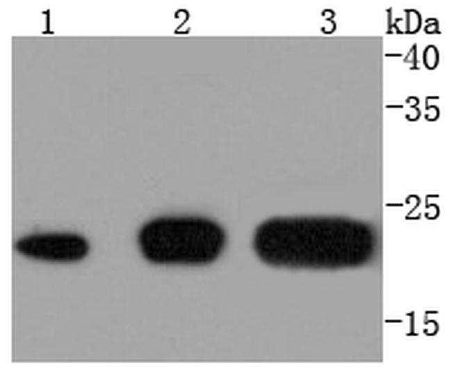 CD81 Antibody in Western Blot (WB)