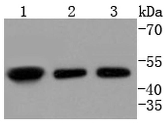 E2F2 Antibody in Western Blot (WB)