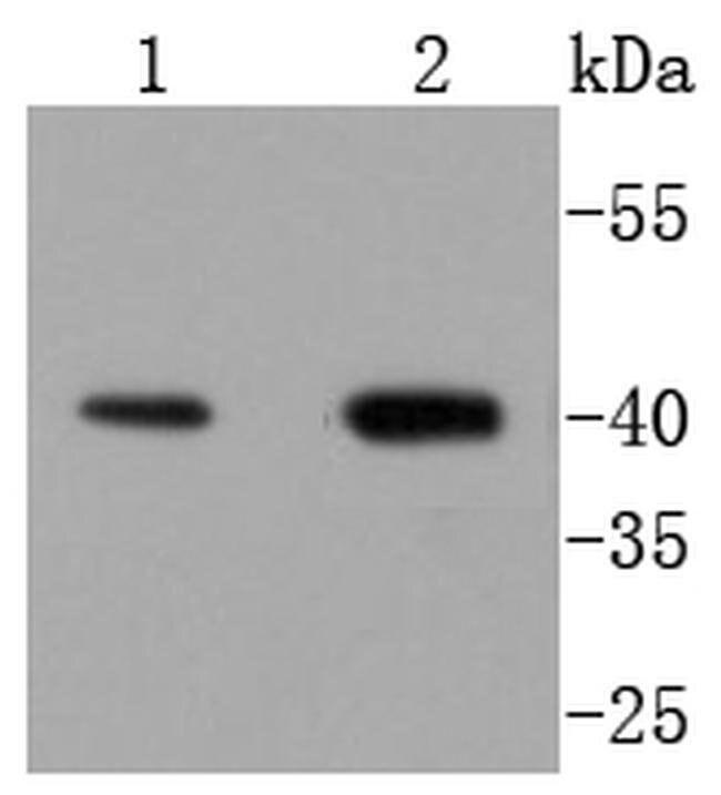 OPRD1 Antibody in Western Blot (WB)