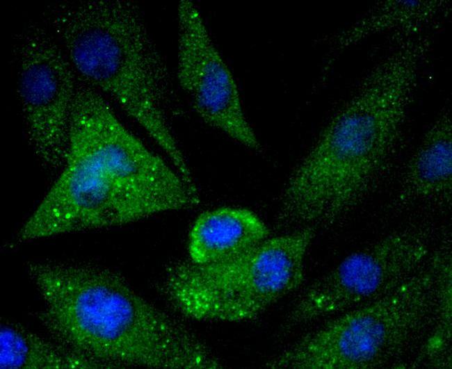 Caspase 5 Antibody in Immunocytochemistry (ICC/IF)