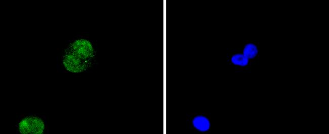 Histone H4 Antibody in Immunocytochemistry (ICC/IF)