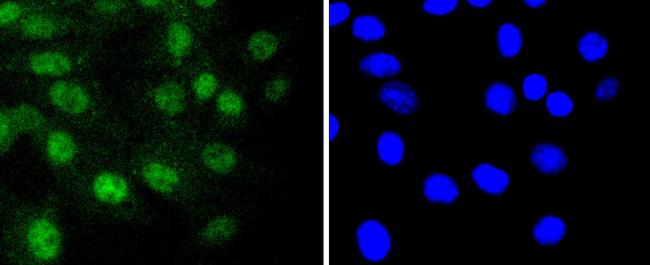 RUNX1/RUNX2/RUNX3 Antibody in Immunocytochemistry (ICC/IF)