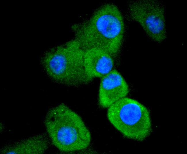 Caspase 8 Antibody in Immunocytochemistry (ICC/IF)