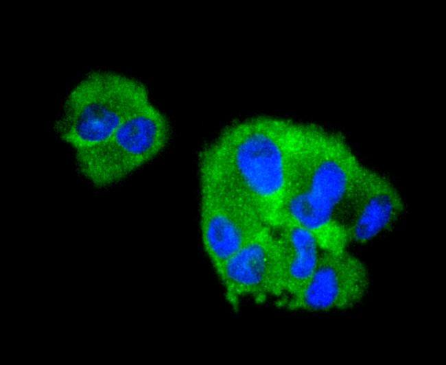 Collagen VI Antibody in Immunocytochemistry (ICC/IF)