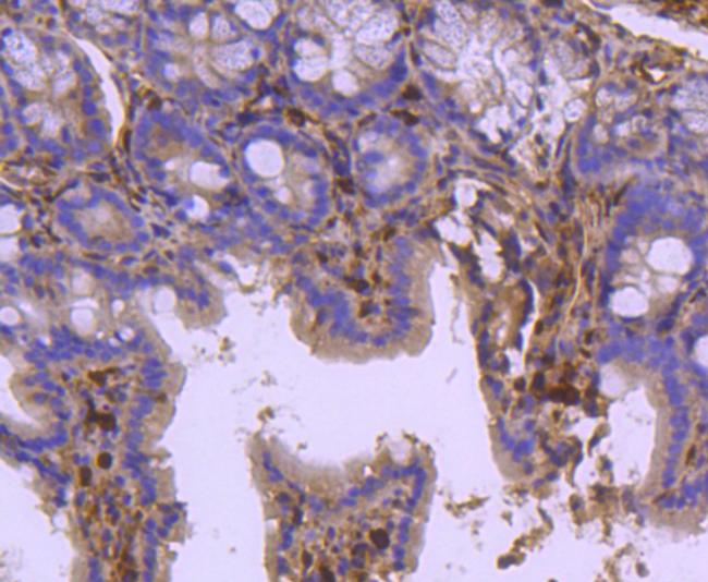 HSPA2 Antibody in Immunohistochemistry (Paraffin) (IHC (P))